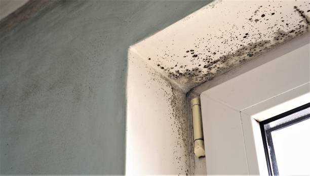 Best Commercial Mold Inspection  in Woodhaven, MI