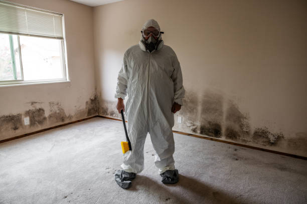 Professional Mold Removal in Woodhaven, MI